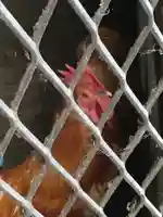 鷲宮神社の動物