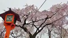 平野神社の自然