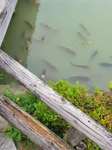長岡天満宮の動物