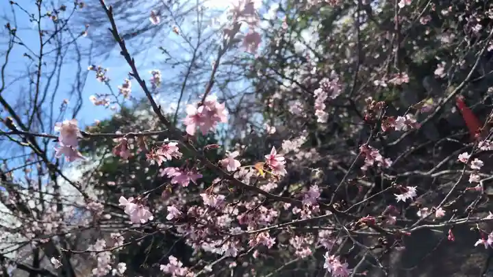 平野神社(京都府)