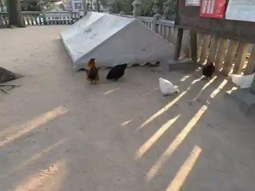 忌宮神社の動物