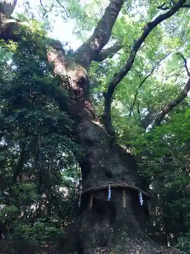 熱田神宮の自然