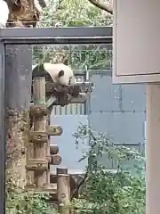 寛永寺不忍池弁天堂の動物