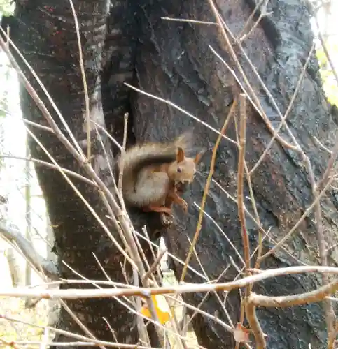 錦山天満宮の動物