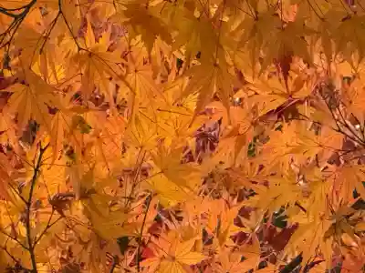 高麗神社(埼玉県)