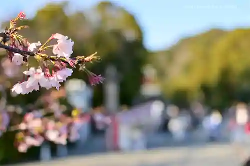 鶴岡八幡宮の自然