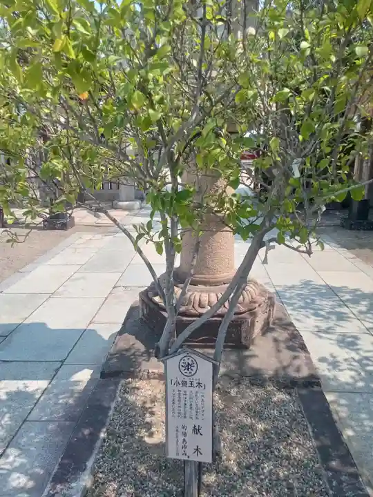 阿部野神社(大阪府)