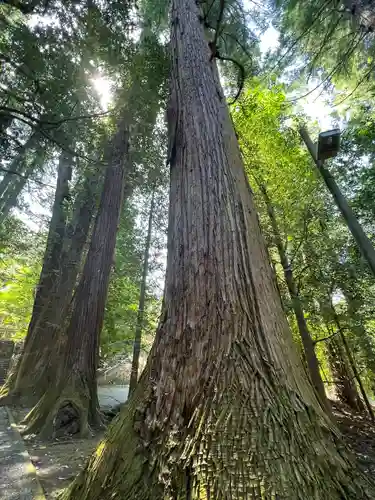 萩日吉神社(埼玉県)