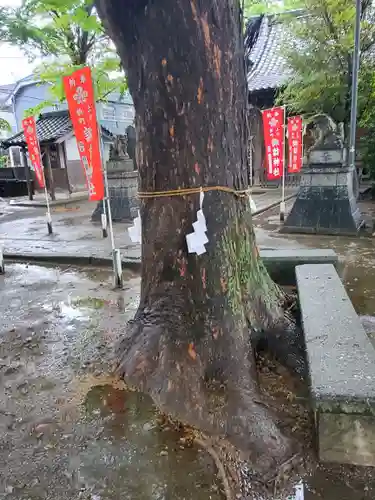新町諏訪神社の自然