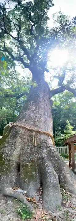 伊弉諾神宮の自然