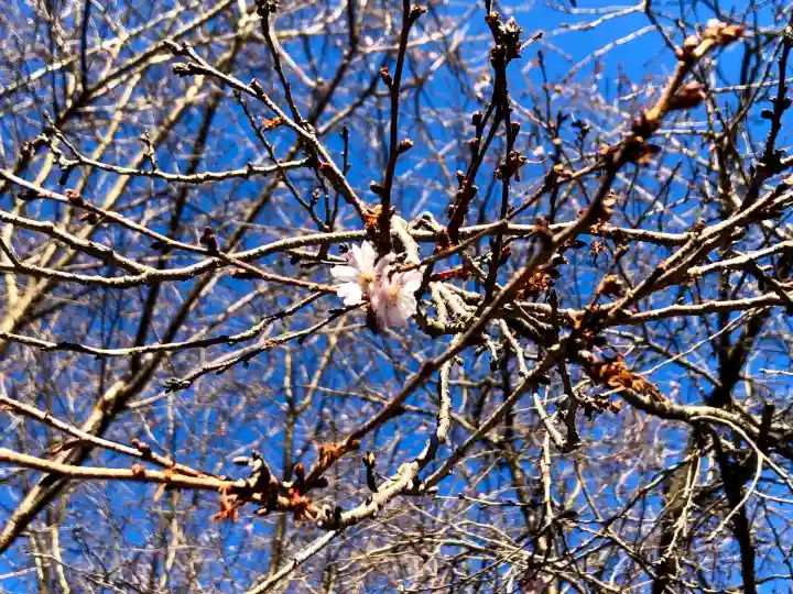 櫻木神社(千葉県)