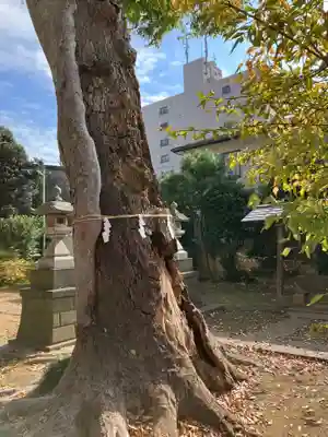 菅原神社(埼玉県)