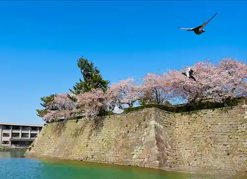 福井神社(福井県)