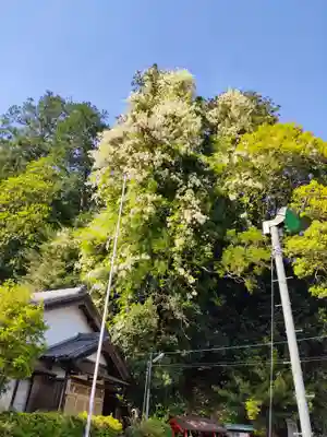 八幡神社の自然