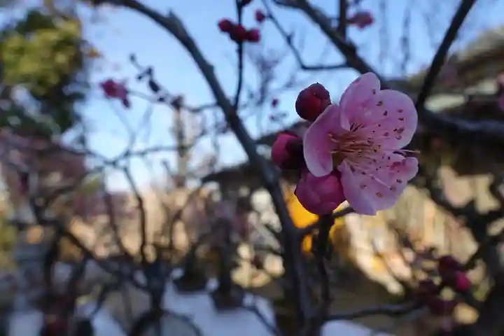 菅原天満宮(菅原神社)の自然