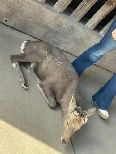 東大寺(奈良県)