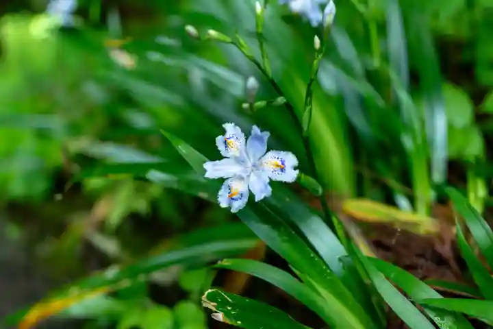 戸隠神社宝光社(長野県)
