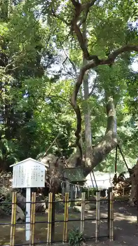 草薙神社の自然