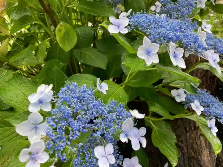 總社 和田八幡宮の自然