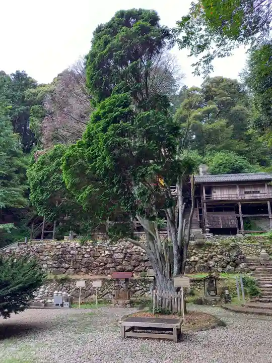 日龍峯寺(高澤観音)(美濃清水)の自然