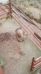 大山阿夫利神社の動物