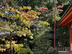 今宮神社(京都府)