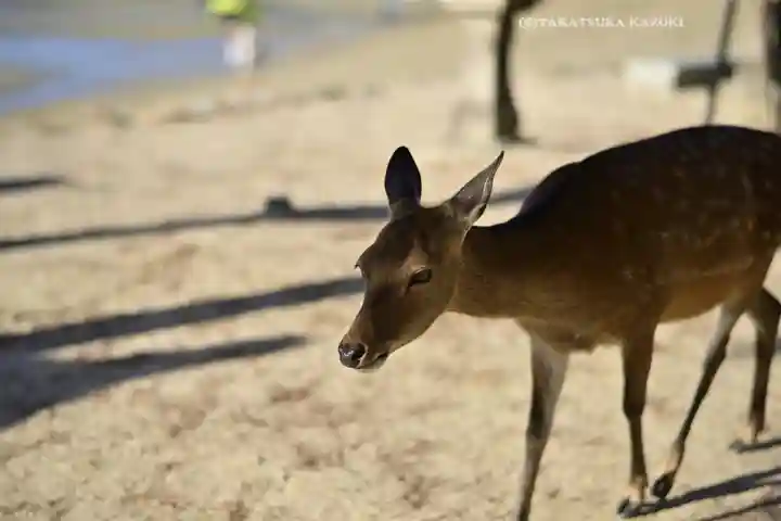 厳島神社(広島県)