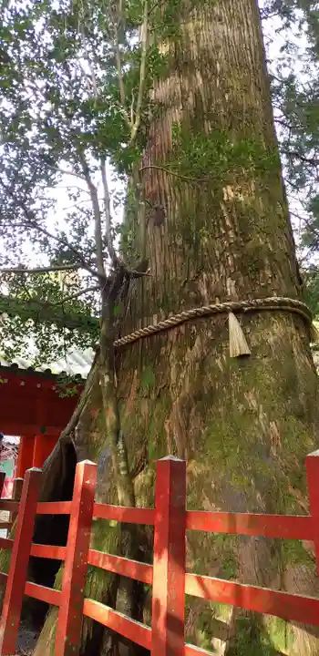 箱根神社の自然