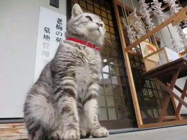 御誕生寺(猫寺)(福井県)