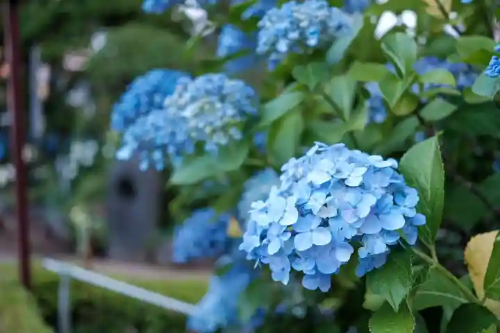 白山神社の自然