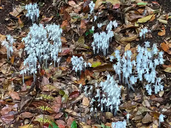 大神神社の自然