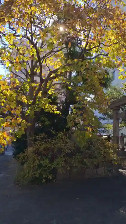 稲園山 七寺の自然