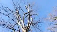 守谷総鎮守 八坂神社(茨城県)