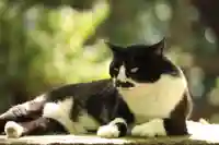 玉野御嶽神社(愛知県)