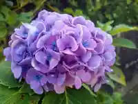 猿田神社の自然