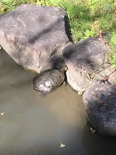 高幡不動尊　金剛寺の動物