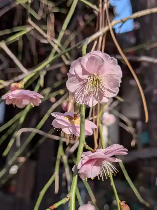 玄国寺(東京都)