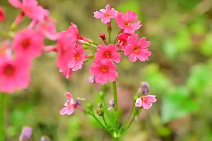 高龍神社(新潟県)