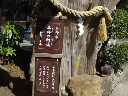伊古奈比咩命神社の自然