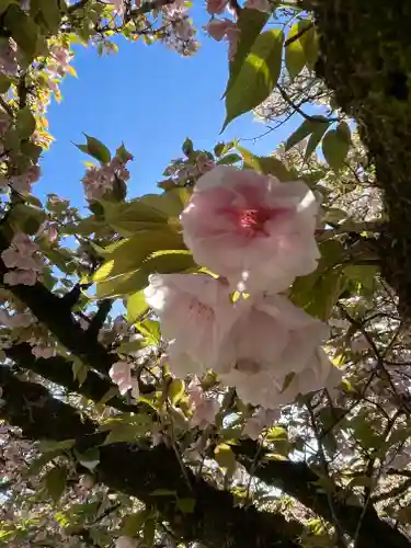 平野神社の自然