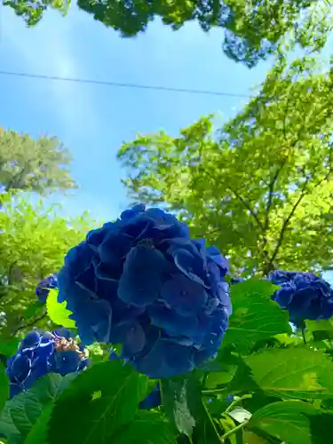 報徳二宮神社の自然