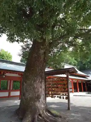 藤崎八旛宮(熊本県)