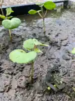 總社 和田八幡宮(福井県)
