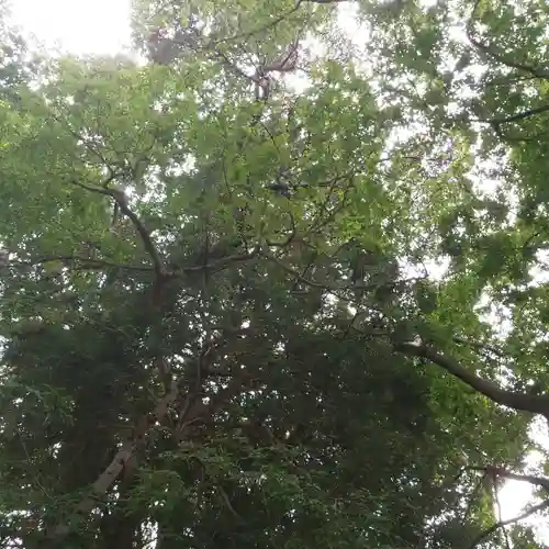 八幡神社の自然