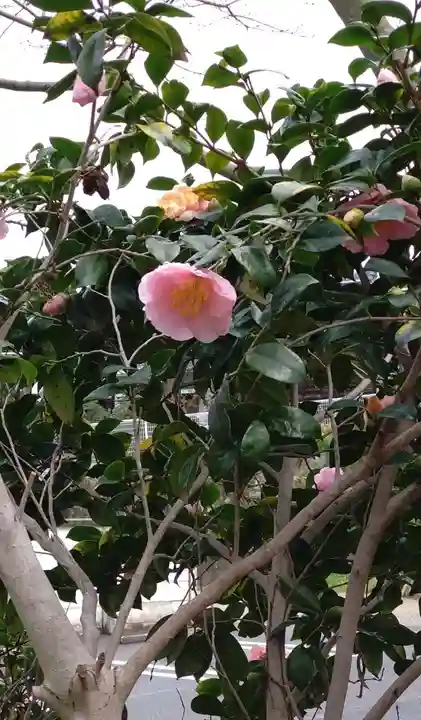 紅葉八幡宮の自然