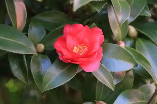 高屋敷稲荷神社の自然