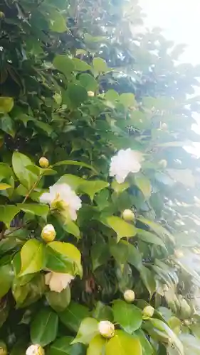 八幡社（大塚八幡社）の自然