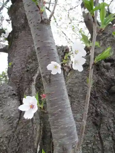 真光寺(千葉県)