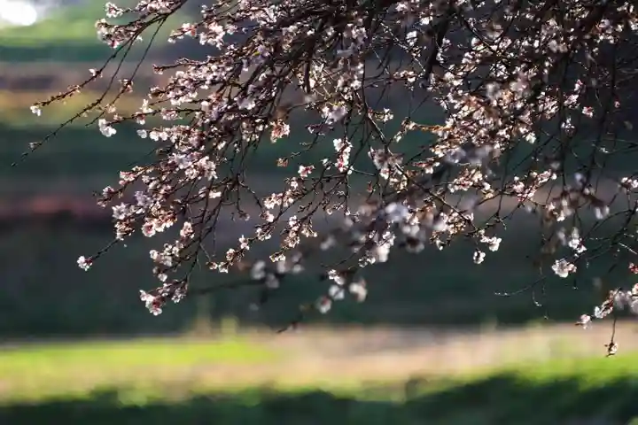 鹿島大神宮の自然