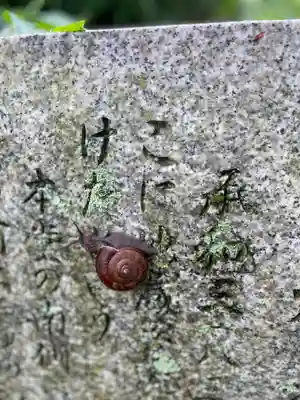 水呑地蔵院の動物
